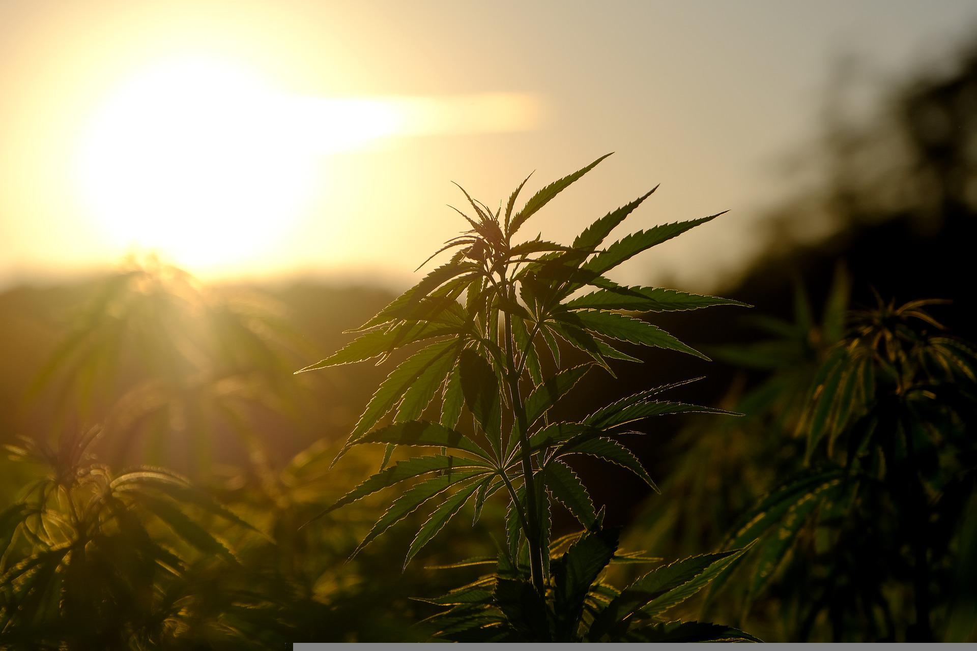 What-is-Delta-9 Kurativ Premium CBD