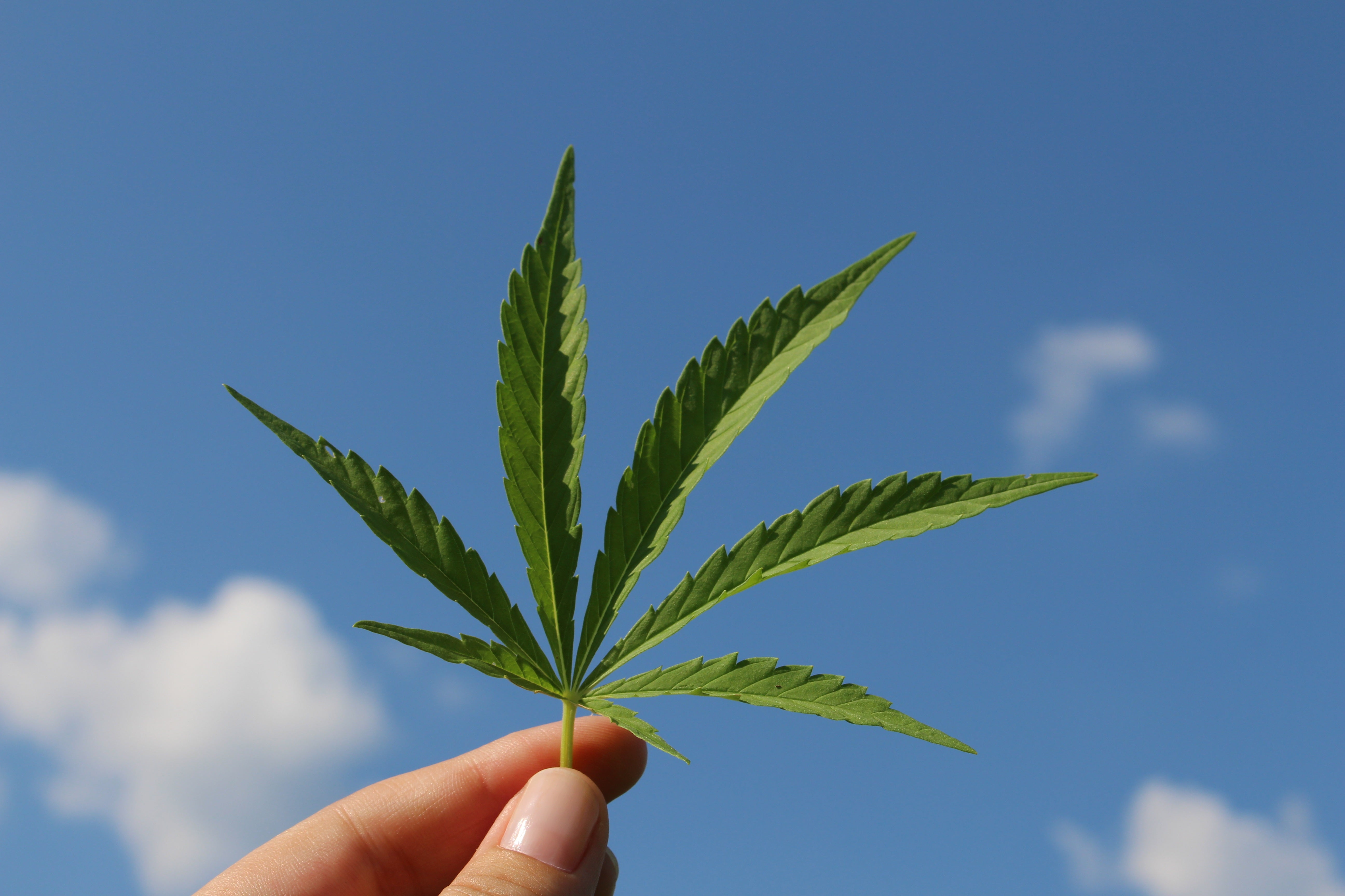 Are-Hemp-Seed-Oil-and-CBD-Oil-the-Same-Thing Kurativ Premium CBD