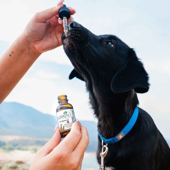 CBD for Pets: A Natural Way to Support Their Health and Happiness