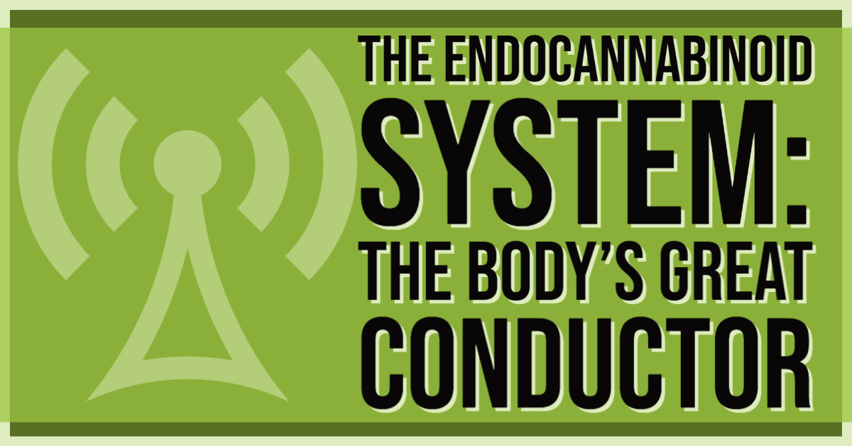 The-Endocannabinoid-System-The-Body-s-Great-Conductor Kurativ Premium CBD